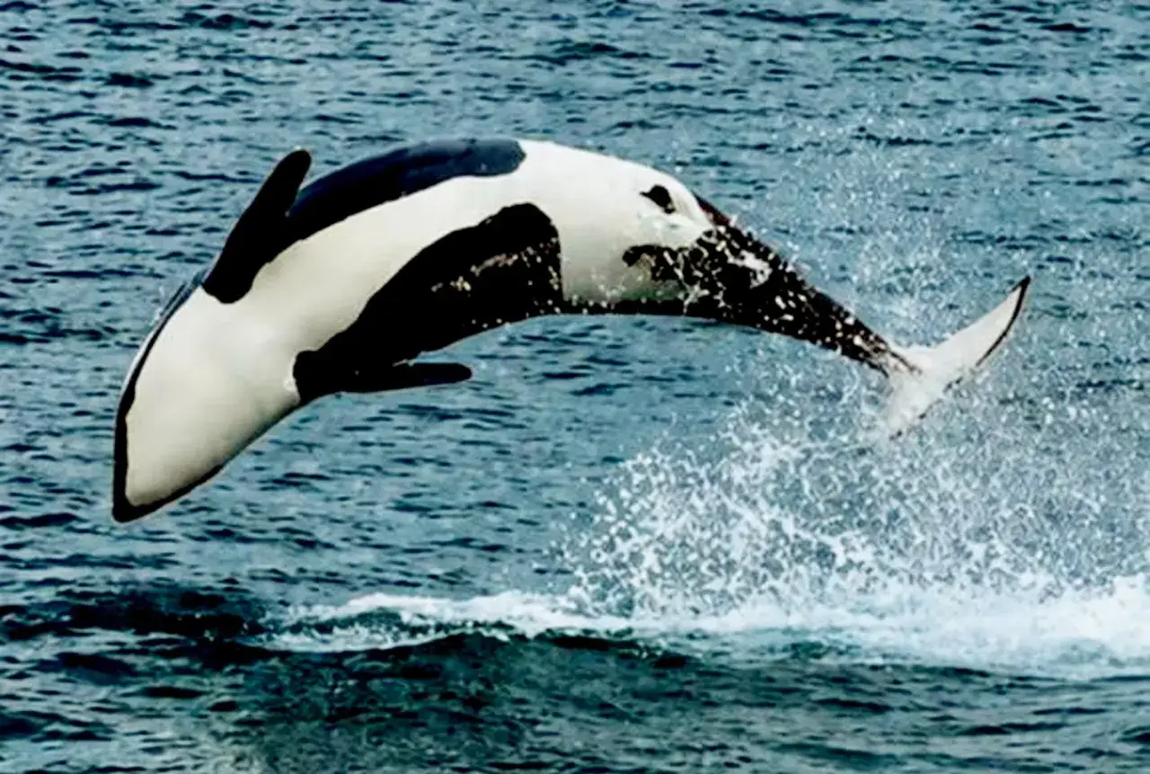 Ein iberischer Orca springt mit schwarzem und wei&szlig;em Muster aus dem Wasser.
