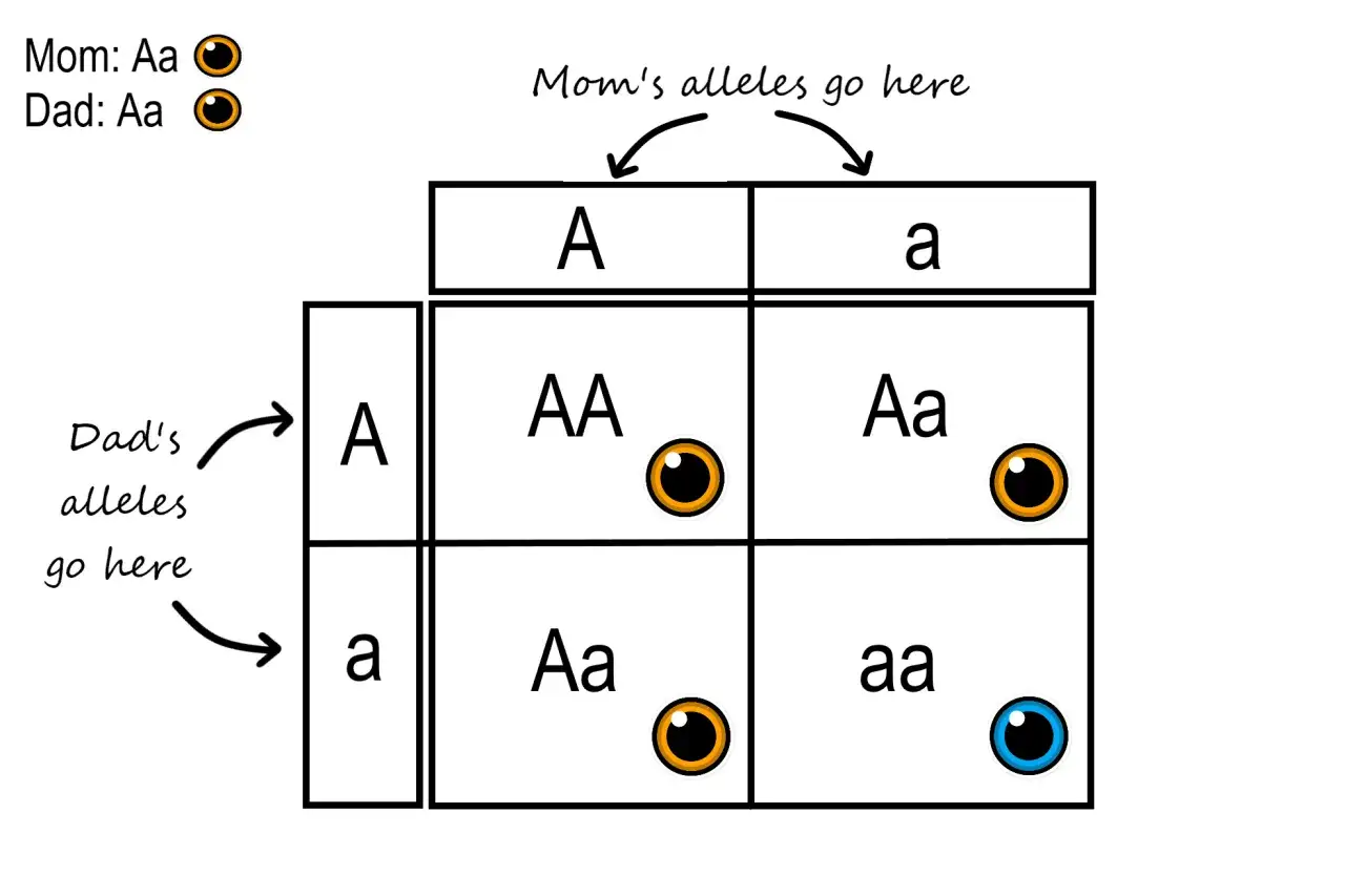 Cuadro de Punnett que muestra c&oacute;mo los genes se heredan. Padres Aa x Aa. Los hijos pueden tener ojos marrones (AA, Aa) o azules (aa).