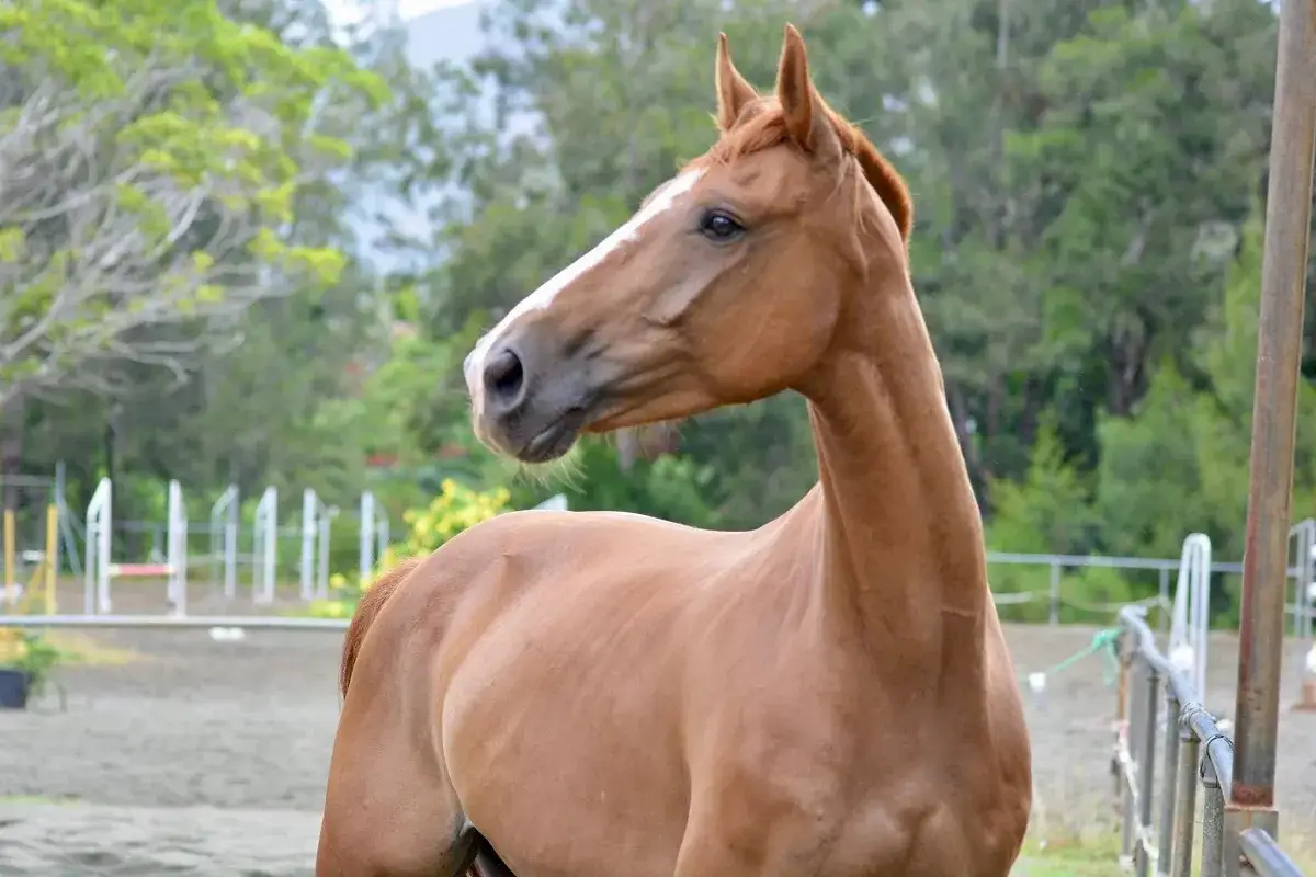 Ein sch&ouml;nes, braunes Selle Fran&ccedil;ais Pferd mit wei&szlig;er Blesse steht auf einem Reitplatz.