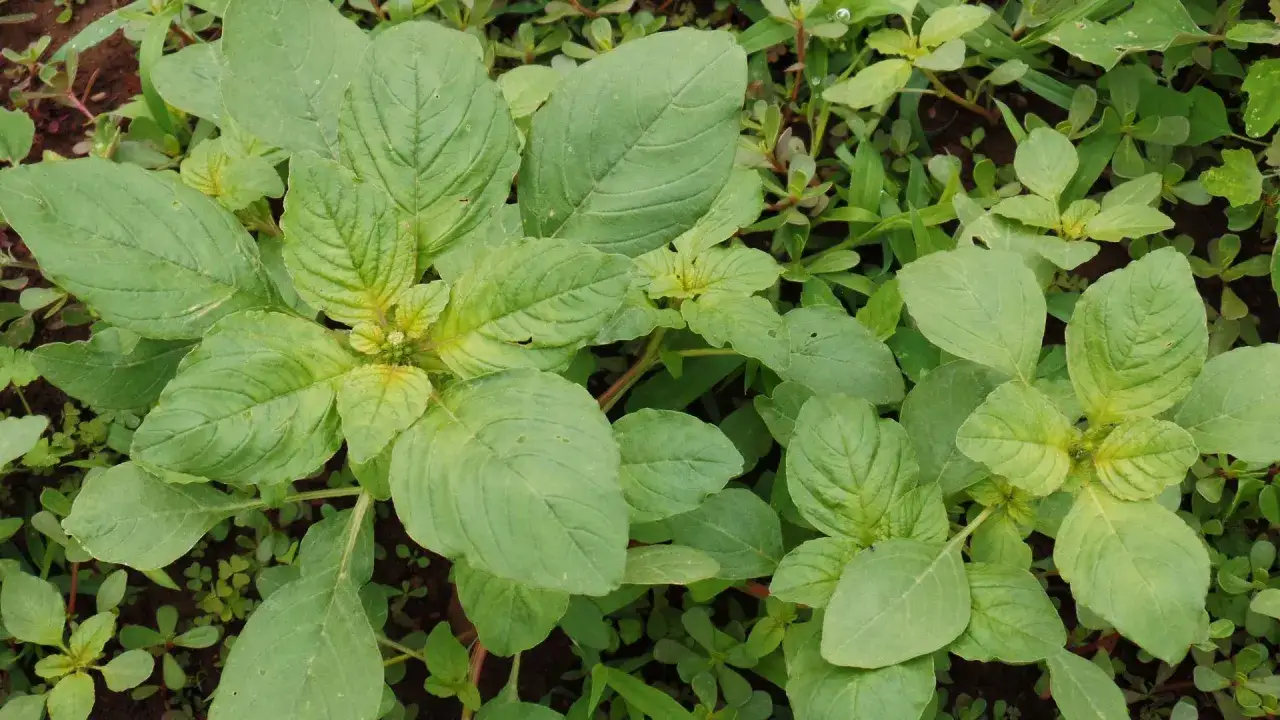 Fogli verdi e carnose di farinello comune, una pianta selvatica commestibile che cresce rigogliosa.