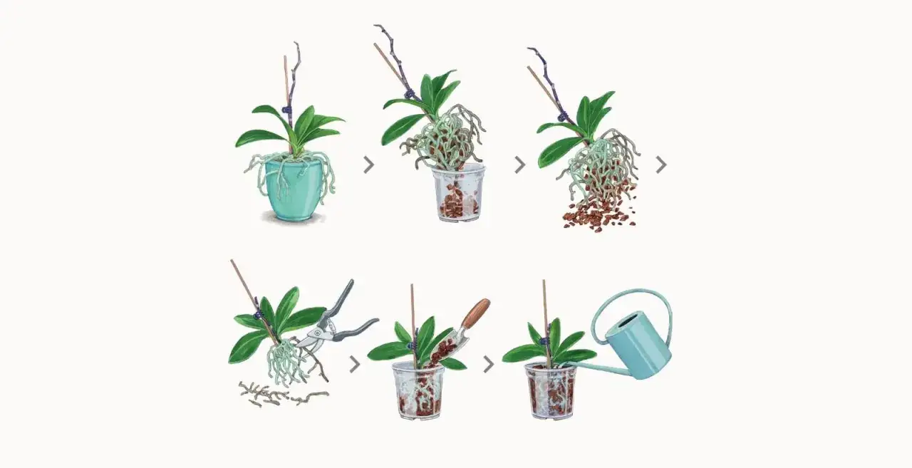 Schritt-für-Schritt-Anleitung zum Orchideen umtopfen: Pflanze aus dem alten Topf nehmen, Wurzeln reinigen, alte Rinde entfernen, neue Rinde einfüllen und gießen.