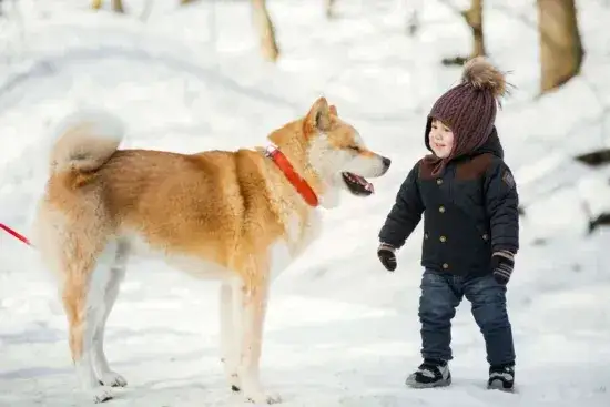 Akita z dzieckiem bezpieczeństwo
