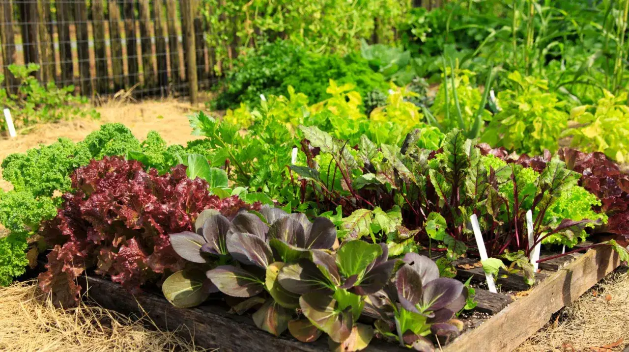 Un potager d'automne luxuriant avec des laitues rouges et vertes, du chou frisé, des betteraves et du pak choï. Idéal pour savoir quoi planter en octobre au potager.
