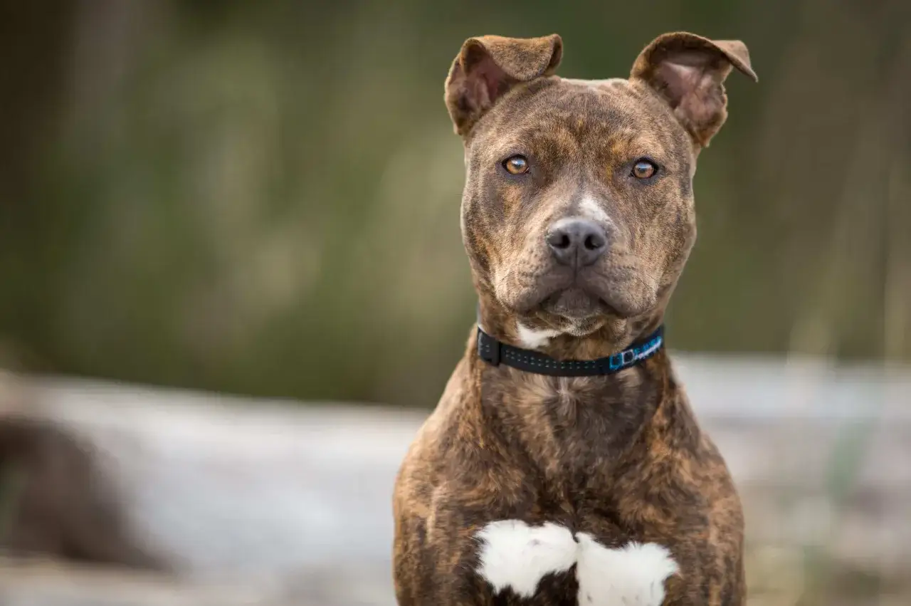 Ein brindlefarbener Pitbull Terrier mit aufmerksamen Augen und einem blauen Halsband blickt in die Kamera.
