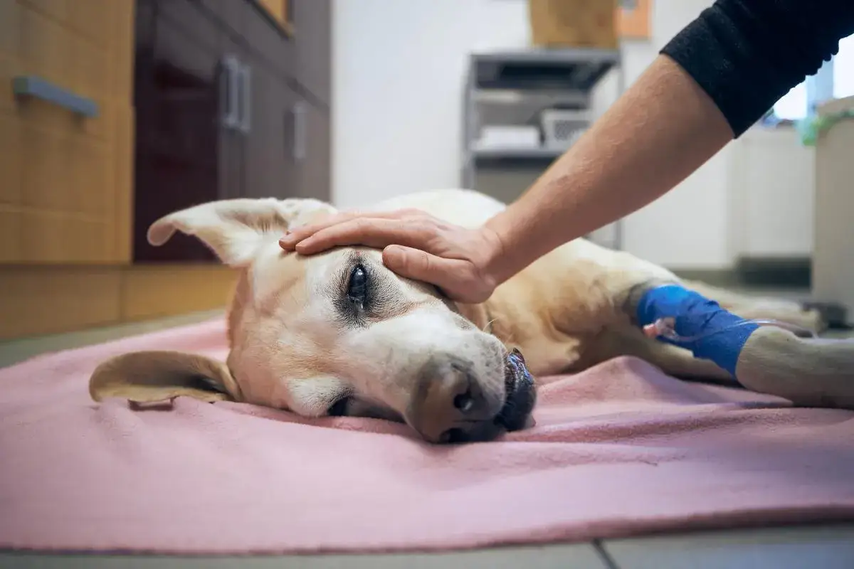 Perro enfermo con pata vendada recibe caricias. Si tu perro ingirió algo tóxico, consulta a un veterinario sobre cómo hacer vomitar a un perro.