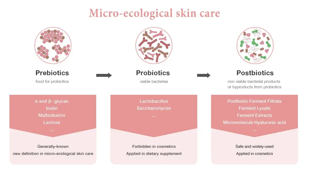 Prebiotyki, w tym inulina, odżywiają mikrobiom skóry. Probiotyki to żywe bakterie, a postbiotyki to produkty ich przemiany, bezpieczne w kosmetykach.