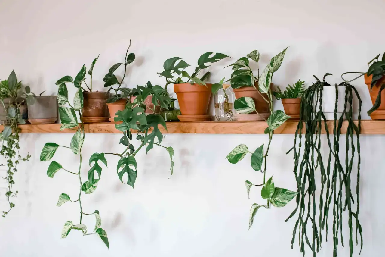 Rząd doniczkowych roślin, od lewej: epipremnum, monstera, kaktus. Kwiaty doniczkowe nazwy alfabetycznie.