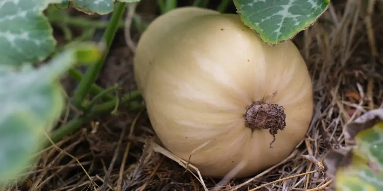 En ljusgul butternutpumpa växer i jorden, omgiven av gröna blad och torrt gräs. En vacker syn för den som vill odla butternutpumpa.