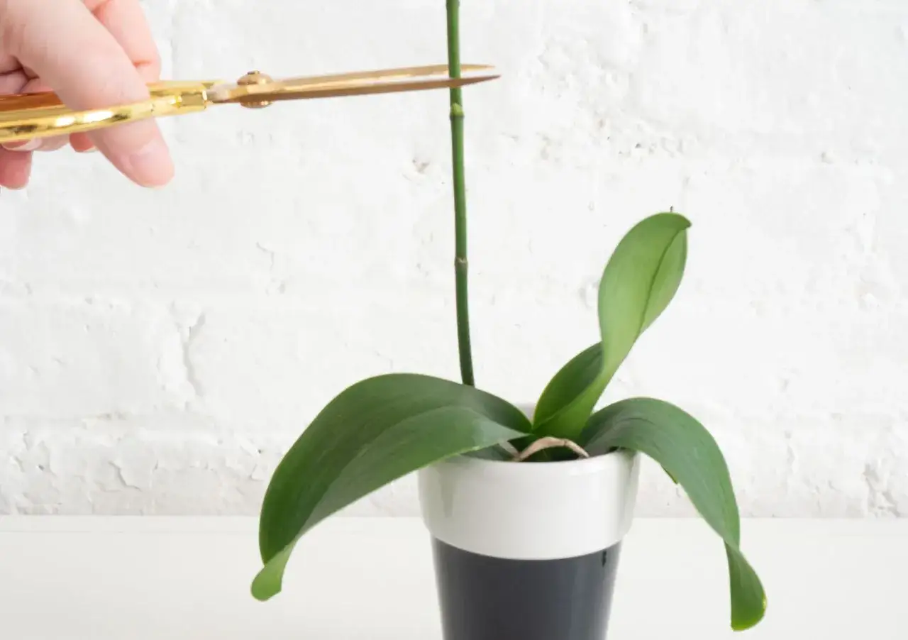 Un remède de grand-mère pour orchidée : on coupe la tige sèche avec des ciseaux dorés pour favoriser une nouvelle pousse.