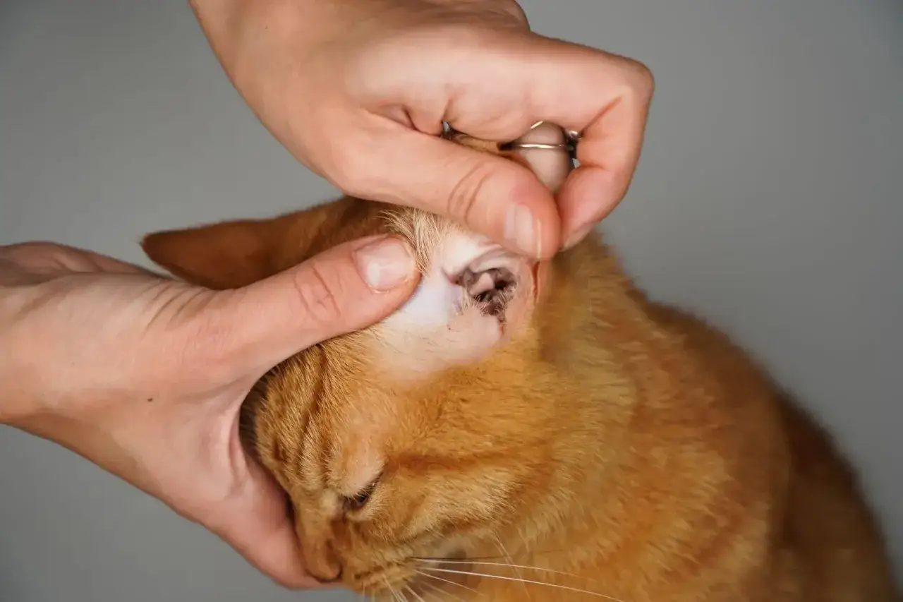Hände untersuchen das Ohr einer orangefarbenen Katze, das dunkle Ablagerungen aufweist, die auf Ohrmilben hindeuten.