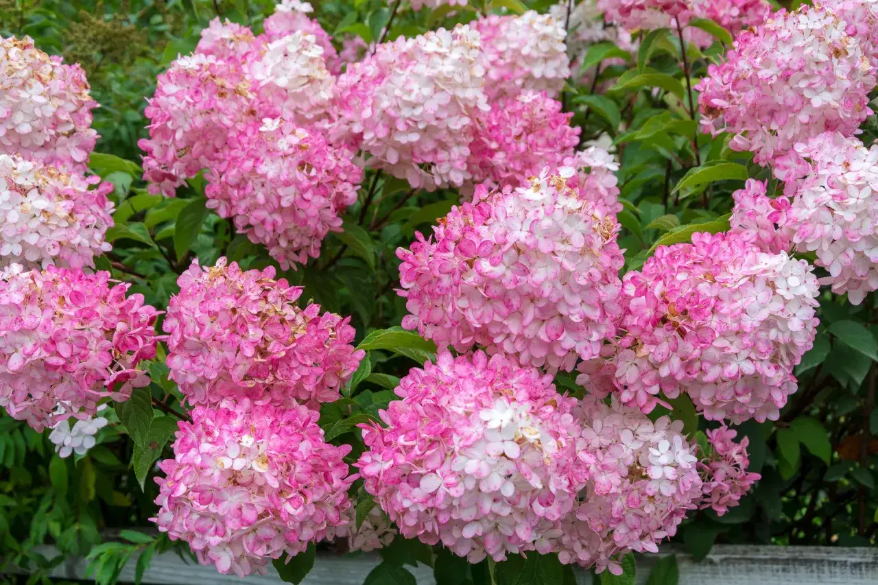 En buske med stora, fluffiga klasar av rosa och vita blommor. En vacker klippa hortensia som blommar i sommarsolen.