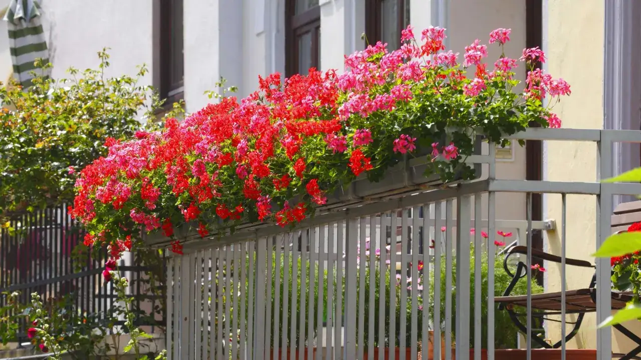 Balkonkasten mit leuchtend roten und pinken Geranien, die &uuml;ppig bl&uuml;hen. Die Geranienpflege zahlt sich aus f&uuml;r dieses farbenfrohe Blumenmeer.