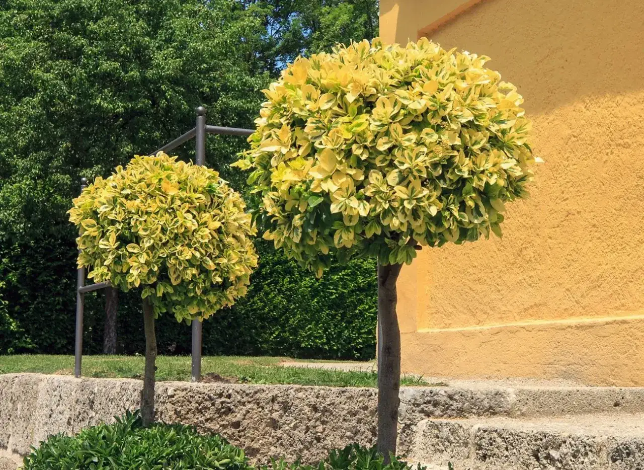 Dwa kuliste krzewy trzmieliny o variegatowych liściach tworzą eleganckie aranżacje ogrodowe przy żółtej ścianie budynku.
