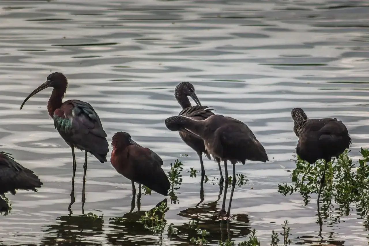A group of ibis stand in the shallow waters of the laguna de Puerto Rey, their dark plumage shimmering.