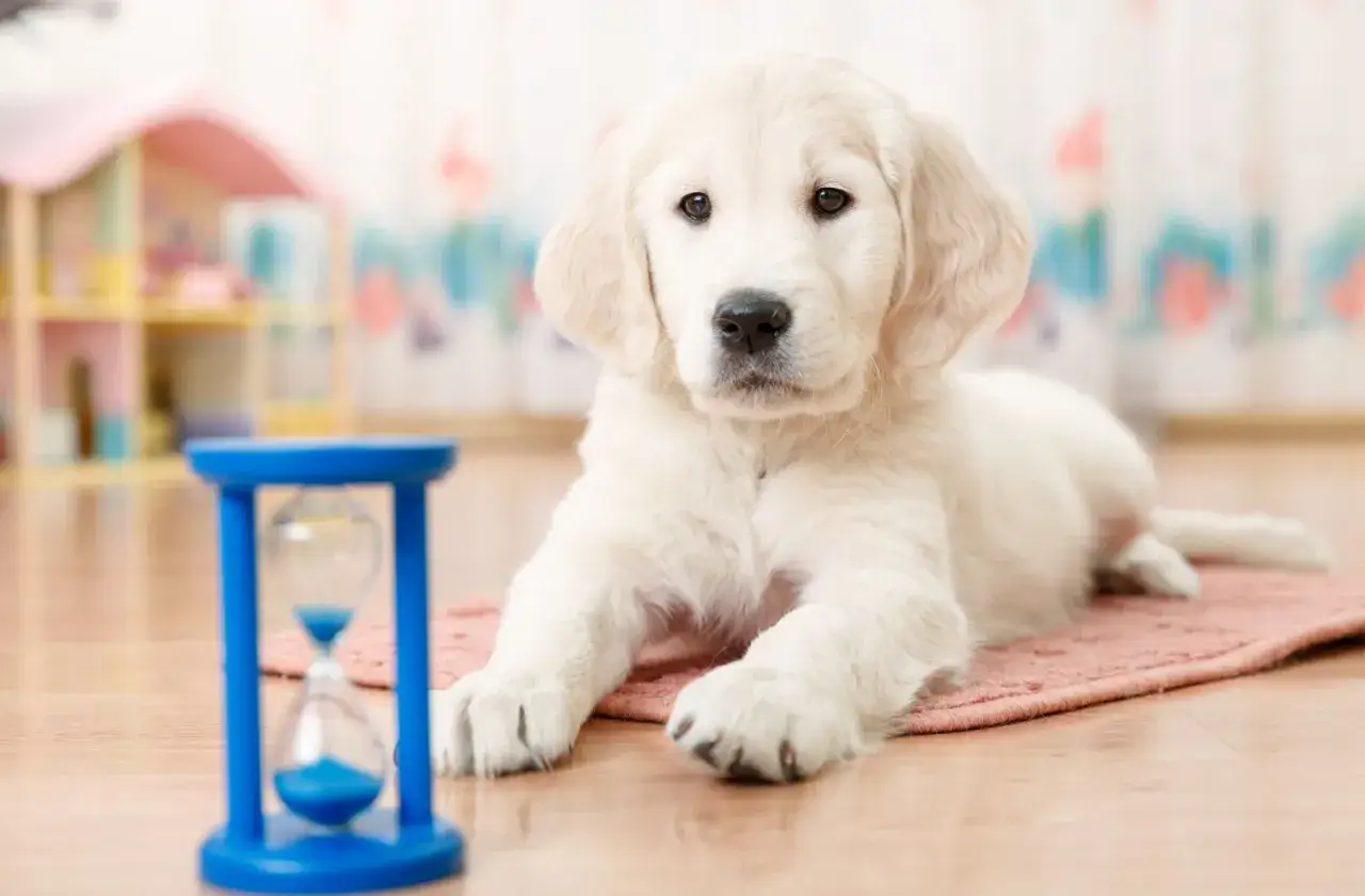 S&uuml;&szlig;er Welpe wartet geduldig. Geduld ist der Schl&uuml;ssel, um einen Hund stubenrein zu bekommen.