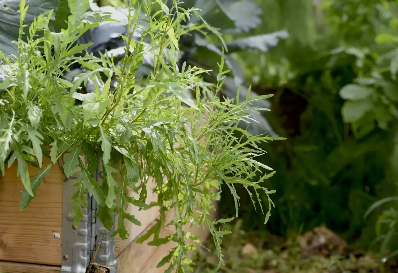 Frisk ruccola v&auml;xer frodigt i en tr&auml;kista. Enkelt att odla ruccola f&ouml;r en god sallad.