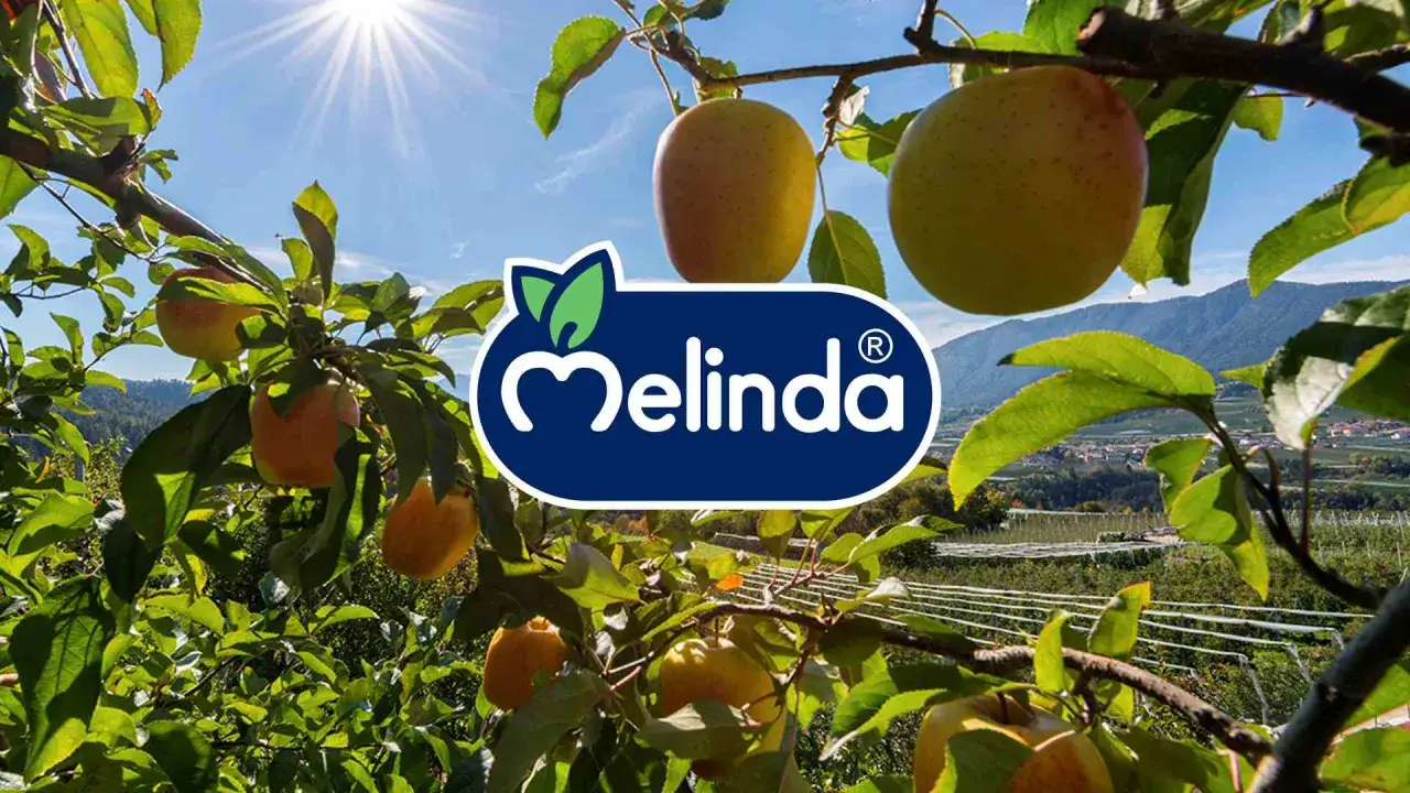 Mele Melinda, succose e dorate, crescono rigogliose sotto il sole, mostrando la loro splendida provenienza.