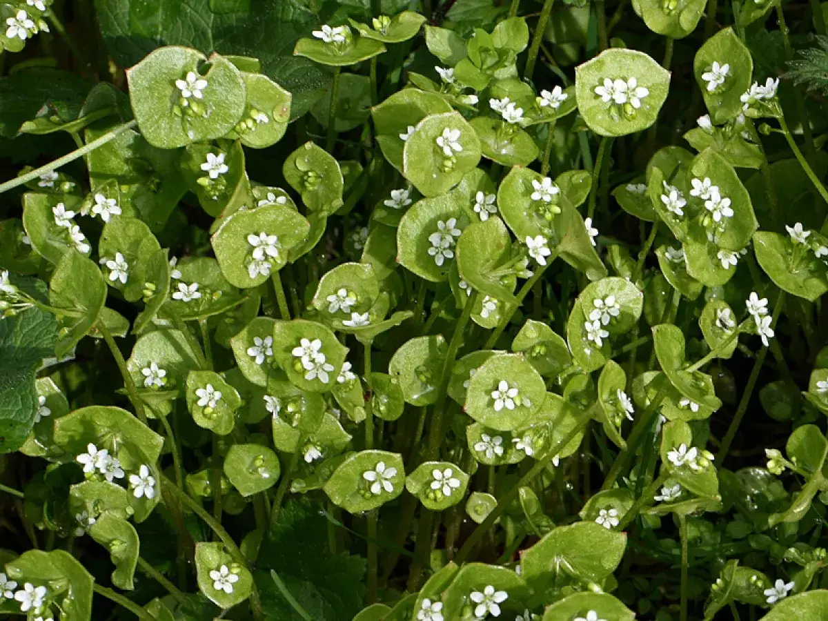Un tapis de petites fleurs blanches, comme des étoiles, éclosent sur des feuilles rondes et vertes. Un vrai 