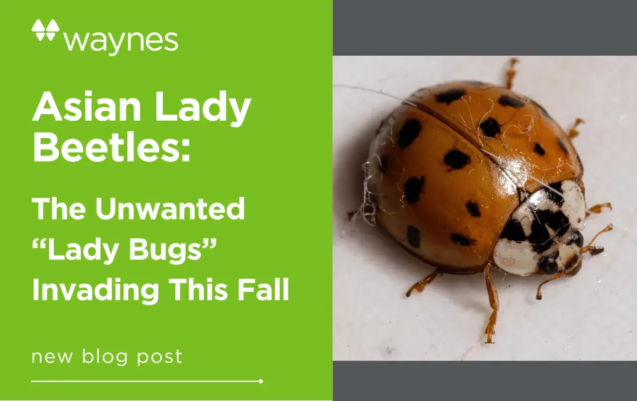 Close-up of an Asian lady beetle, a common pest. Learn interesting Asian lady beetle facts and how to manage them.