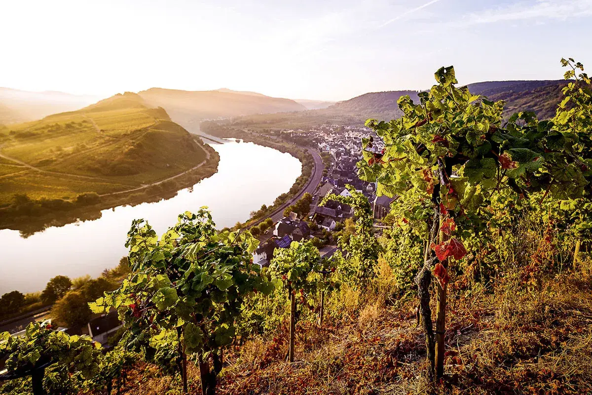 Sonnenuntergang &uuml;ber Weinbergen an der Mosel. Hier w&auml;chst der beste Riesling Mosel, dessen Trauben im goldenen Licht reifen.