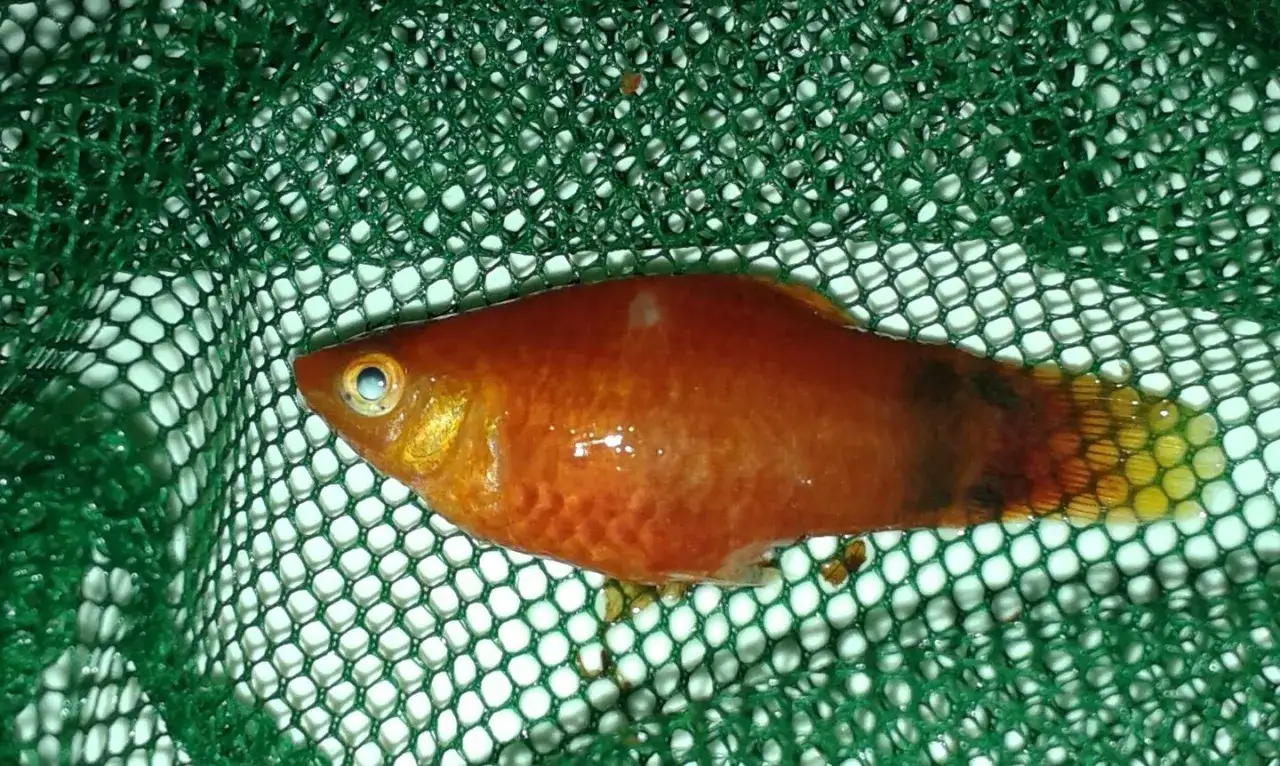 Orange fisk i fiskenät med vita prickar, tecken på vita pricksjukan. Salt kan vara en del av behandlingen.
