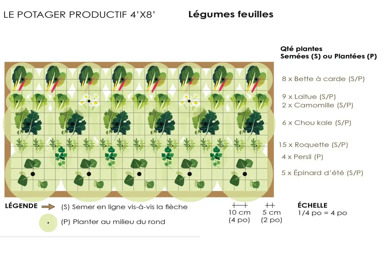 Plan de potager productif avec légumes feuilles : bette, laitue, chou kale, roquette, persil, épinard. Idéal pour la rotation culture potager.