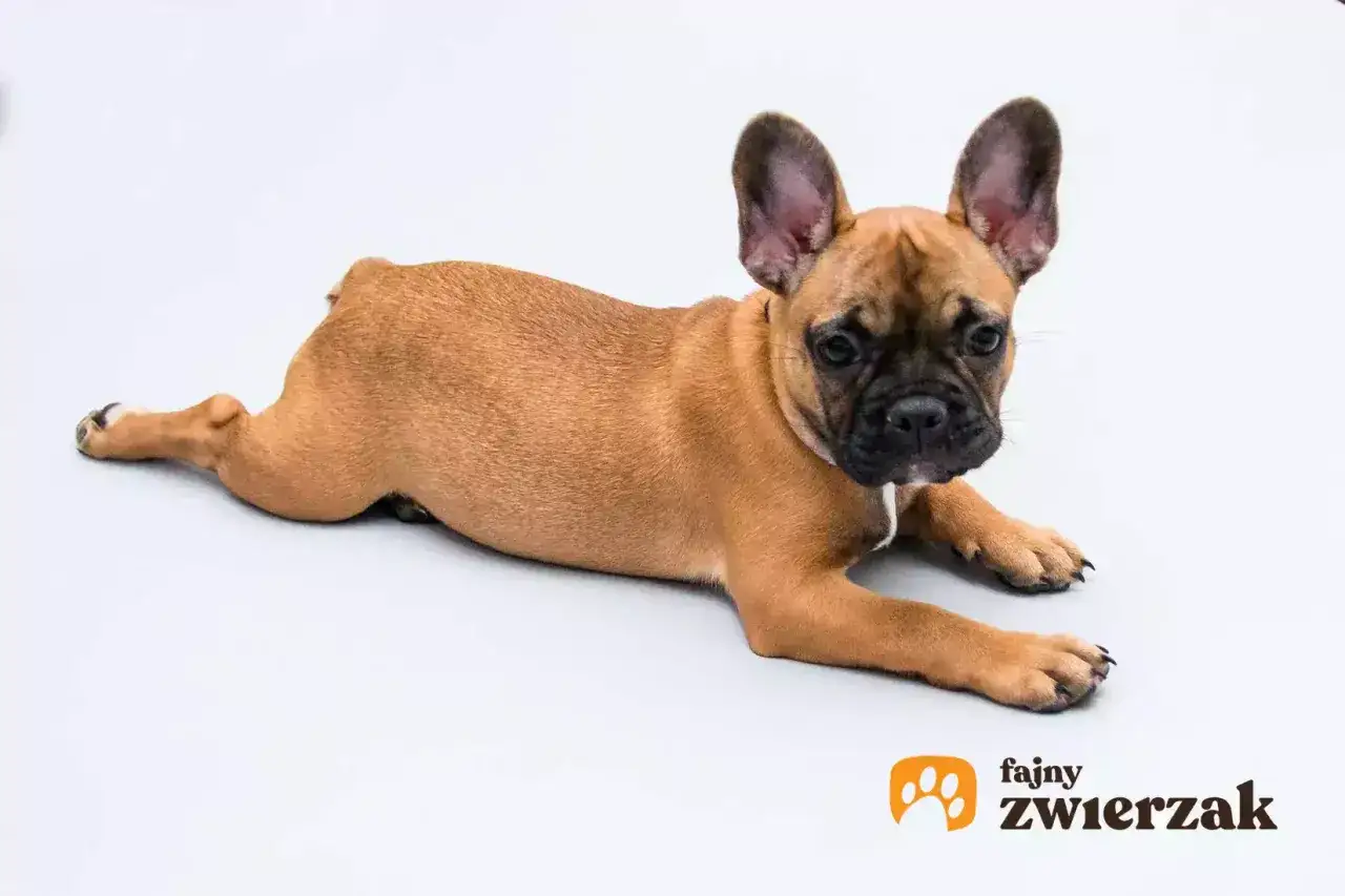 Uroczy buldog francuski dorosły leży na białym tle, z przymrużonymi oczami i wielkimi uszami.