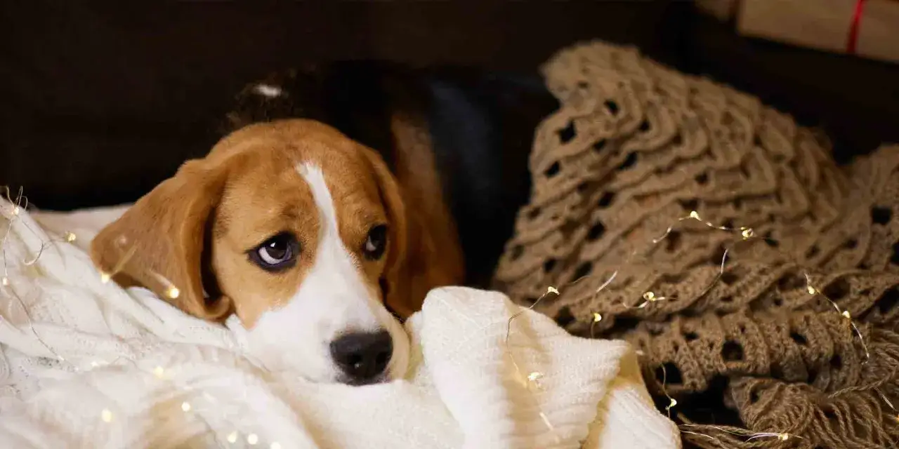Smutny beagle leży na kocach, otoczony światełkami. Zastanawiasz się, dlaczego pies płacze? Może tęskni za zabawą?