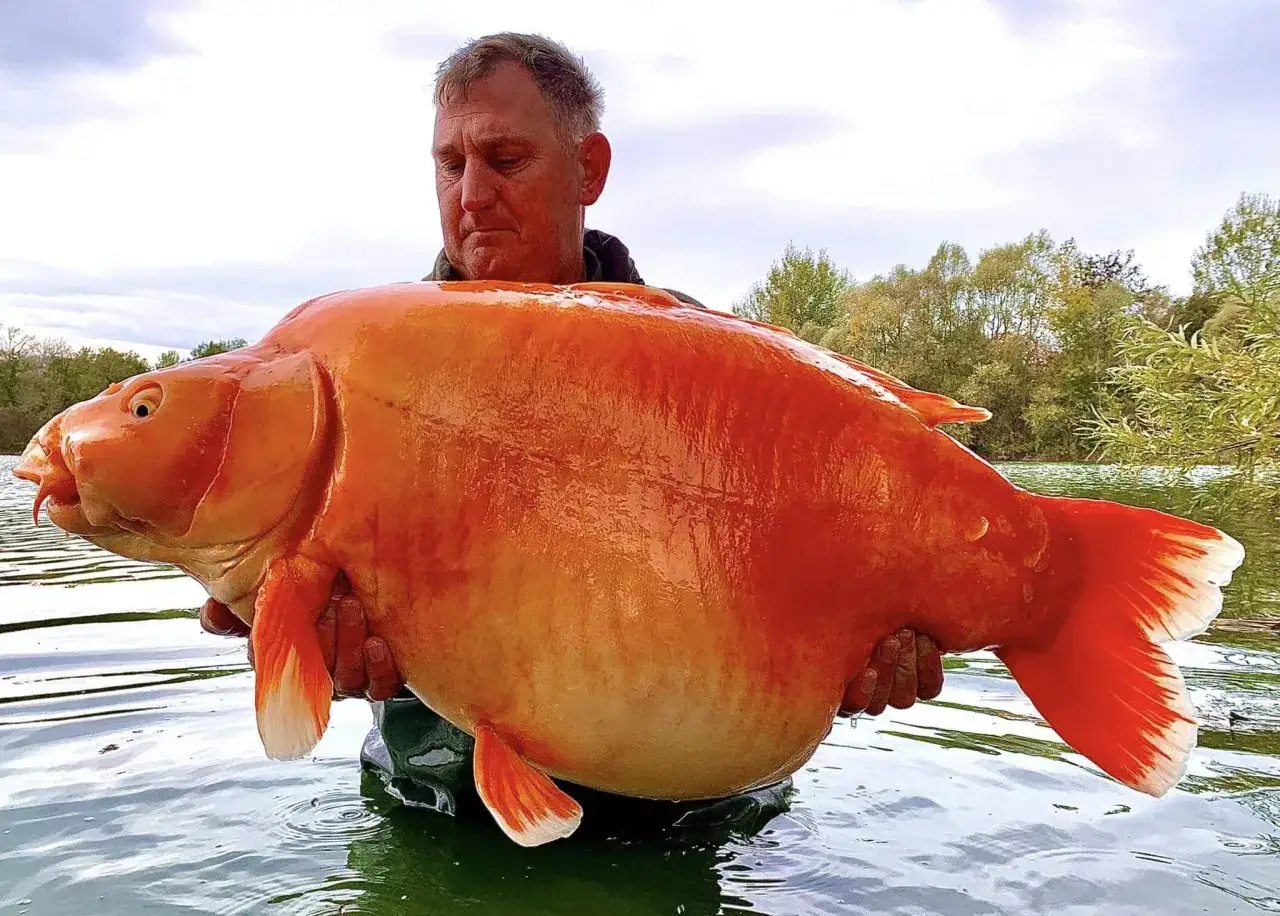 Un homme tient une carpe koi d'une taille impressionnante, ses écailles orange vif brillant sous le ciel nuageux.