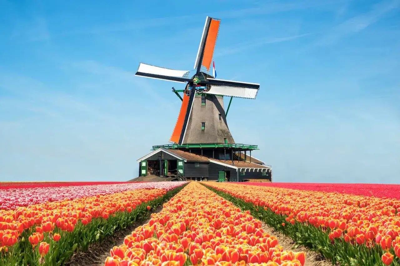 En klassisk v&auml;derkvarn i Holland st&aring;r stolt vid en vidstr&auml;ckt tulpanpark.