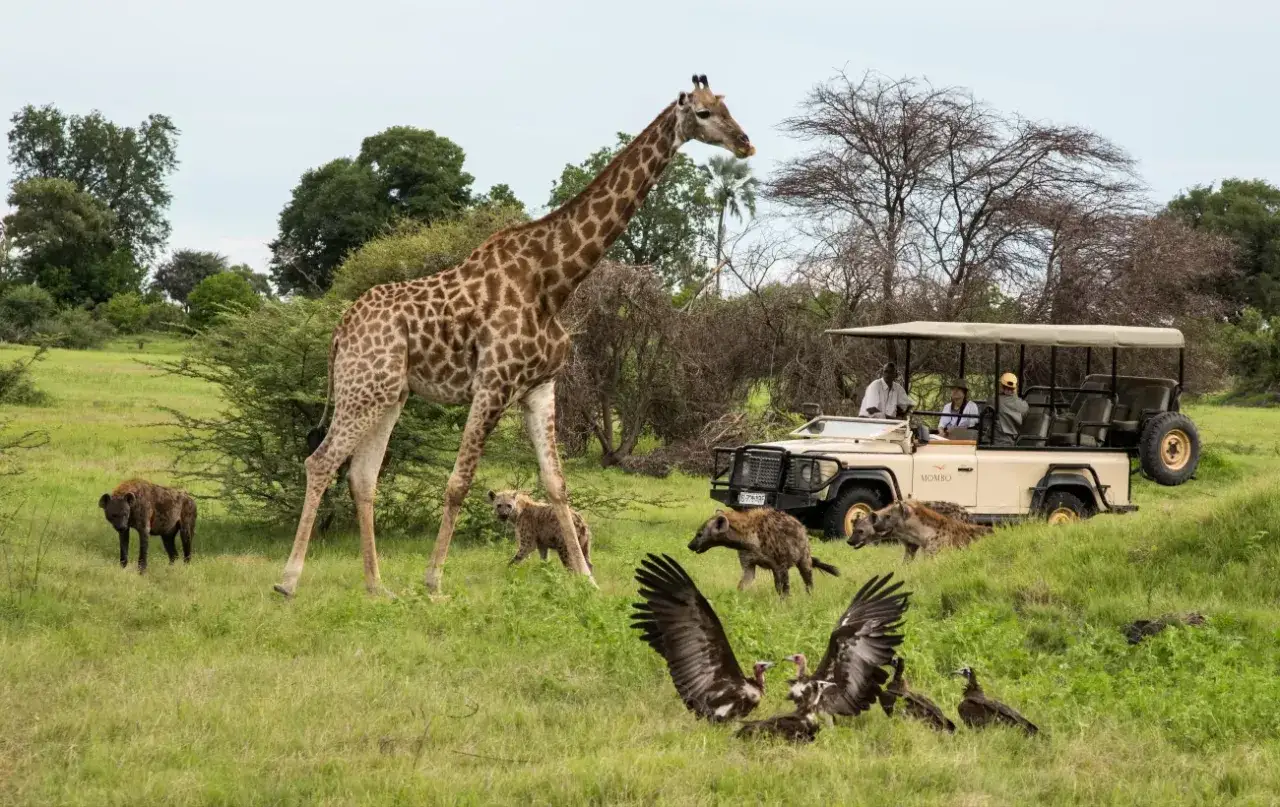Botswana: żyrafa, hieny i sępy w pobliżu safari jeepa. Turyści obserwują dziką przyrodę, czując się bezpiecznie.