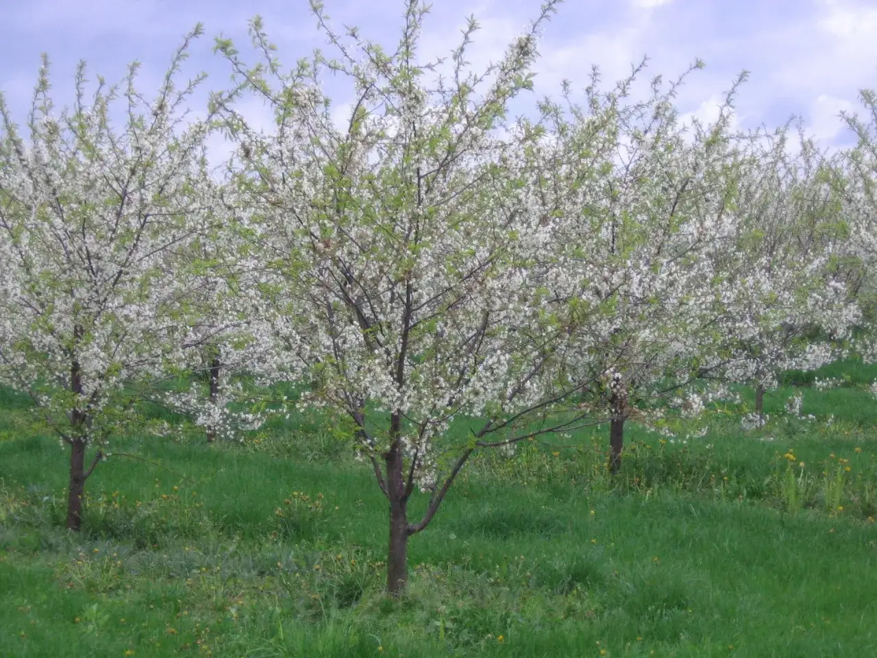 Sad wiśni w pełnym rozkwicie, każda odmiana wiśni prezentuje swoje białe kwiaty na tle zielonej trawy i błękitnego nieba.