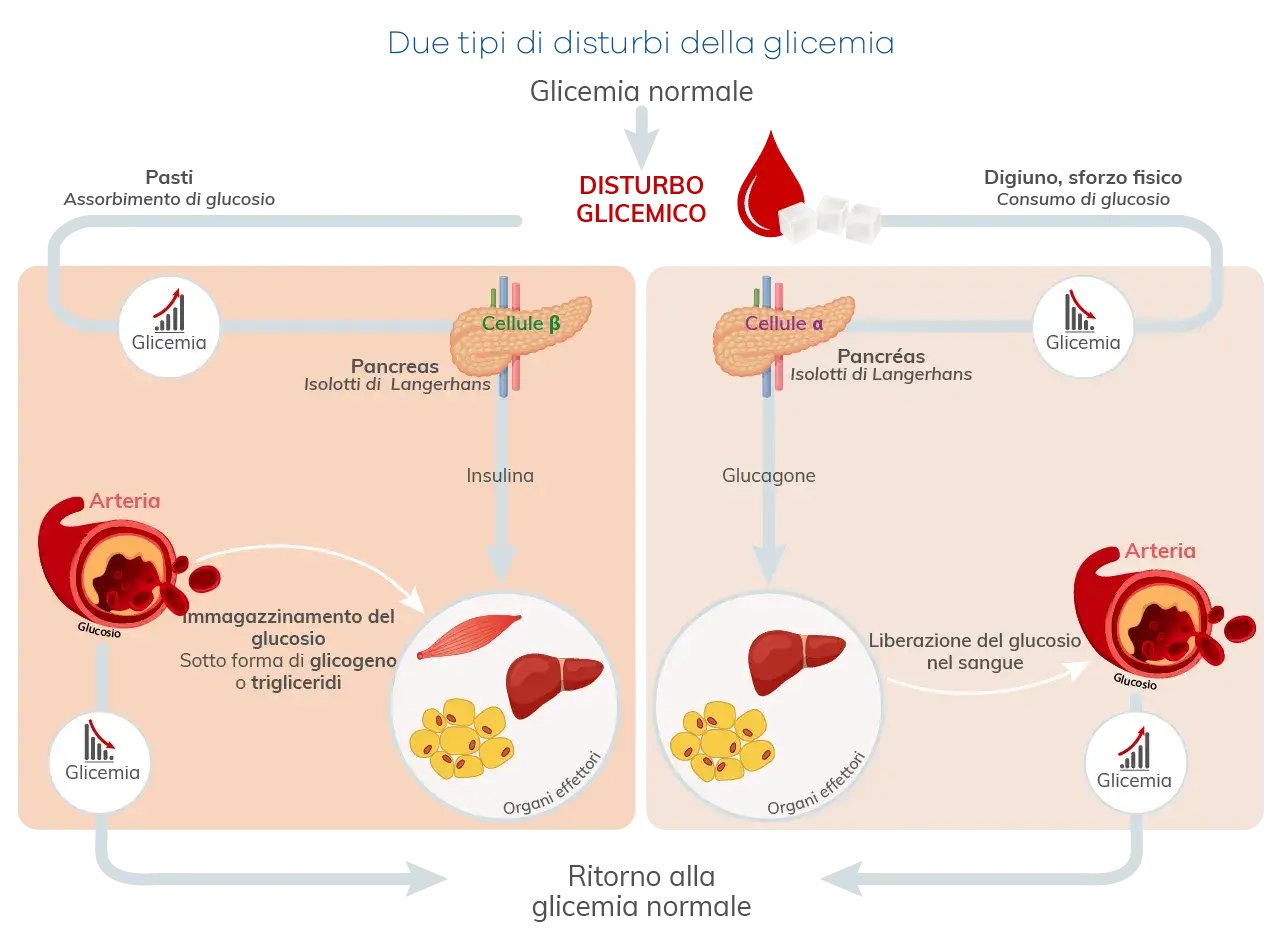 Regolazione glicemia: insulina e glucagone dal pancreas agiscono su organi effettori per mantenere livelli normali di glucosio nel sangue.