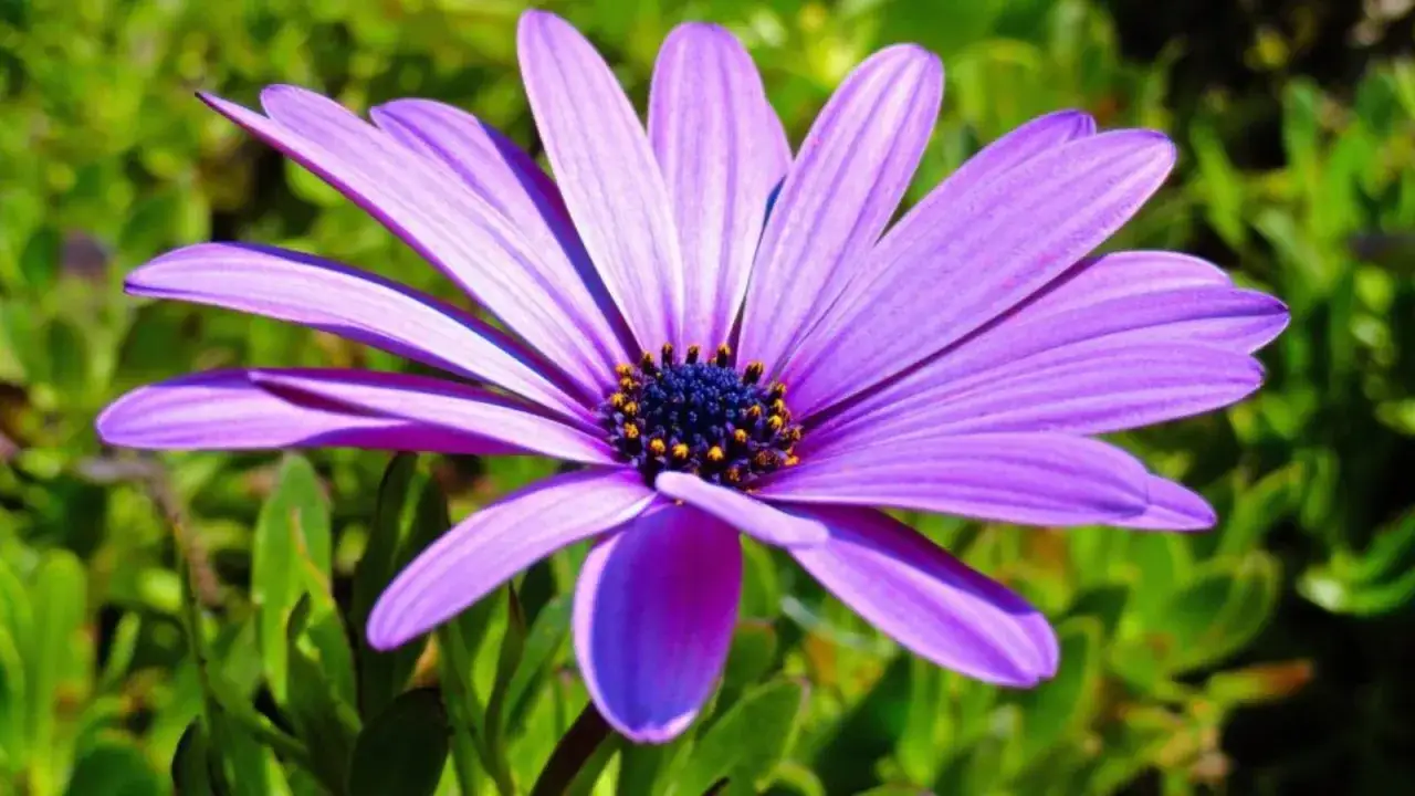 Eine einzelne, leuchtend lila Blüte mit einem dunklen Zentrum und gelben Staubgefäßen. Sie steht im Fokus vor einem unscharfen, grünen Hintergrund, der an lila Pflanzen erinnert.