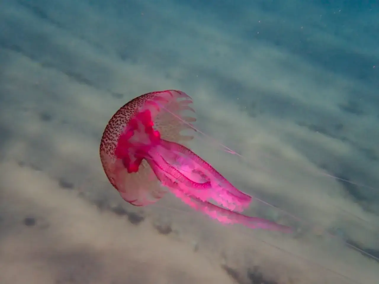 Una medusa rosa brillante fluttua nell'acqua blu, con tentacoli lunghi e sottili che si estendono. Le meduse sono creature affascinanti.
