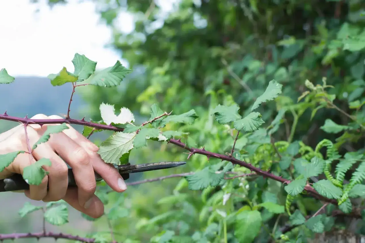 Maintenant, apprenons comment se débarrasser des ronces définitivement. Une main coupe une branche épineuse de ronce avec un sécateur.