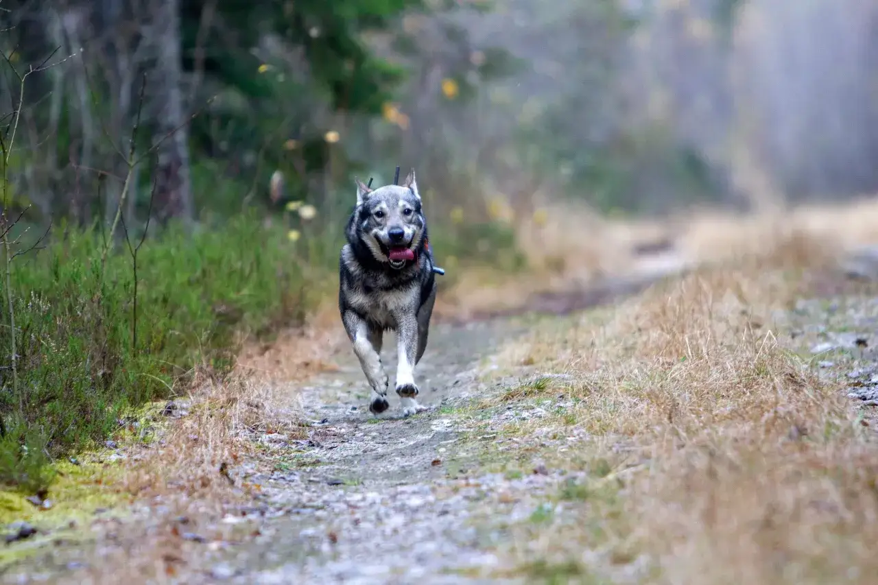En st&aring;tlig jakt hund springer fram l&auml;ngs en grusv&auml;g i skogen, ivrig och glad.