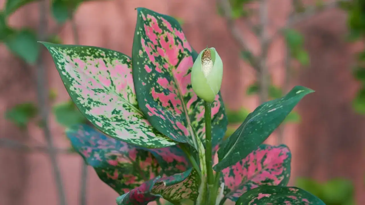 Aglaonema kwiat z zielono-różowymi liśćmi i pąkiem kwiatowym.