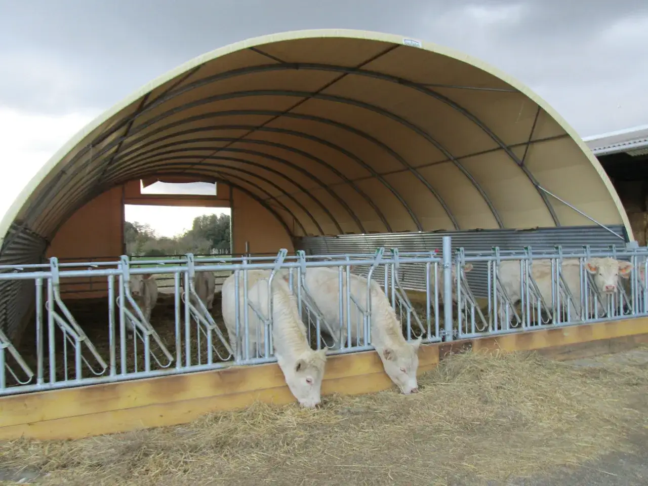 Mucca bianca mangia fieno in un tunnel stalla con tetto curvo.