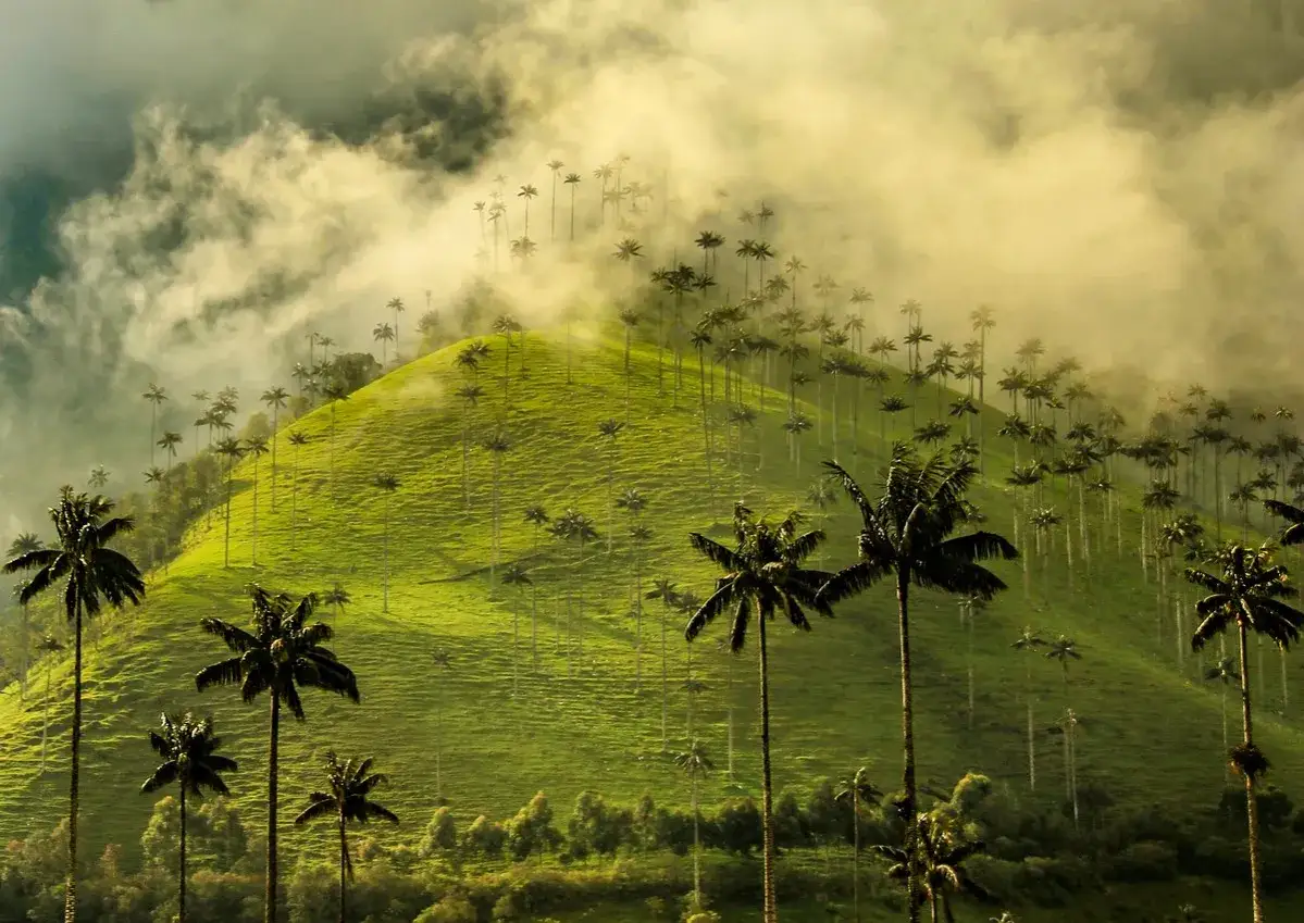 Valle de Cocora, Colombia que ver: palmeras de cera cubiertas de niebla en un paisaje verde.