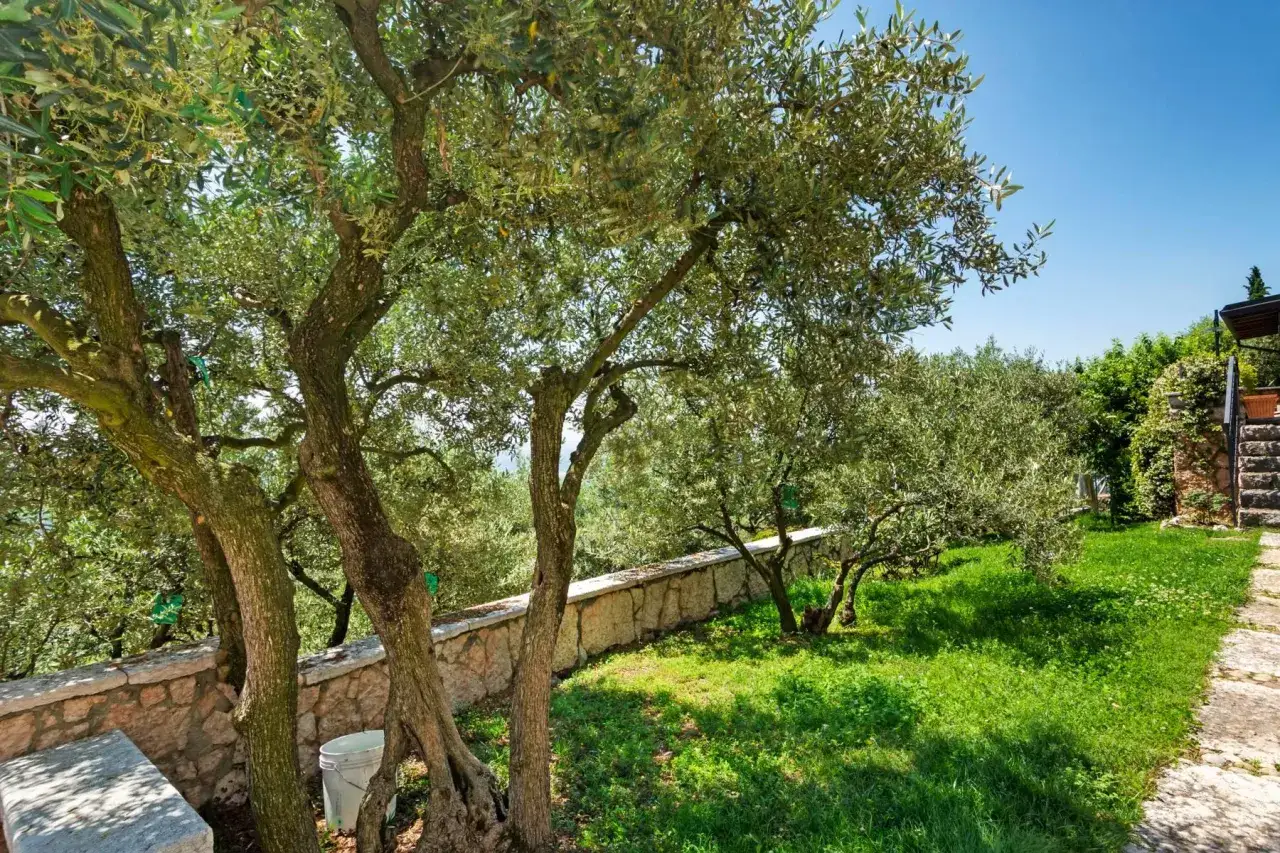 Ulivi se protendono verso il cielo azzurro, ombreggiando un prato verde e una pietra a secco. Un'oasi di pace nella tua casa di campagna.