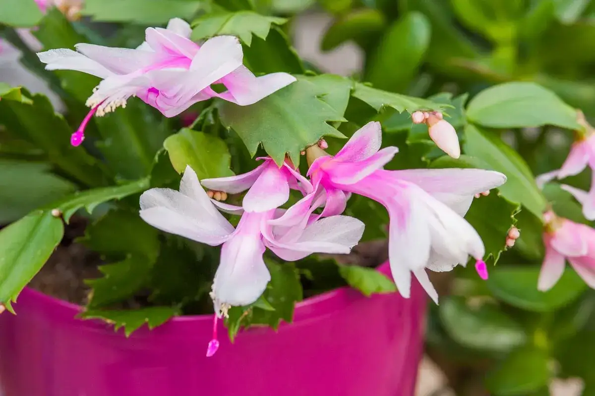 Fleurs roses et blanches d'un cactus de No&euml;l, parfait pour un entretien facile.