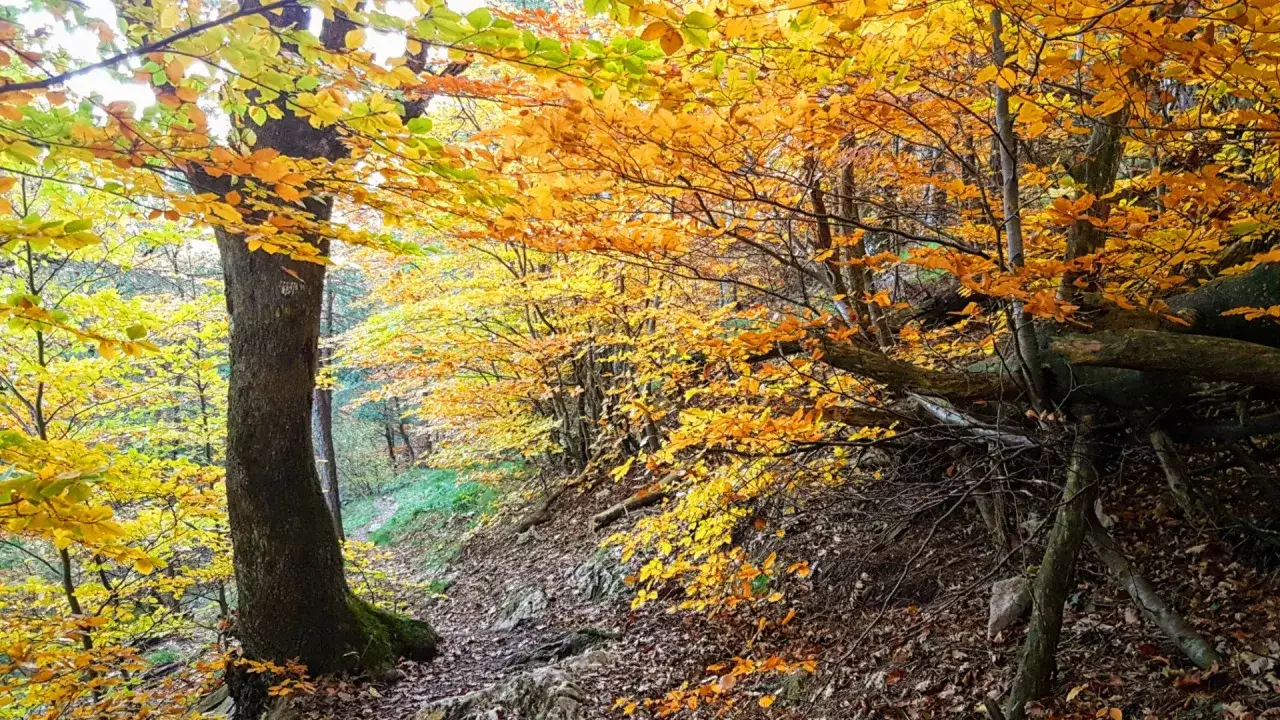 Sendero otoñal en el Montseny, con árboles de hojas doradas y un camino cubierto de hojarasca.