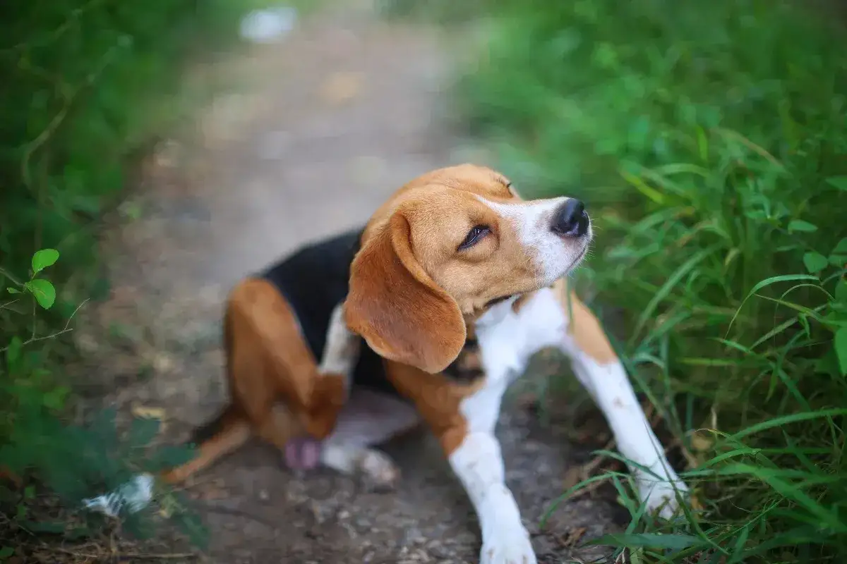 Beagle-Hund kratzt sich im Wald, vielleicht wegen einer Hirschlausfliege.