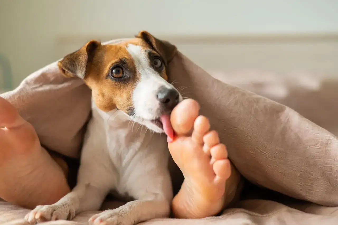 Jack Russell terier pod kołdrą liże ludzką stopę. Może to być jego sposób na okazanie czułości lub po prostu ciekawość, dlaczego pies liże stopy.