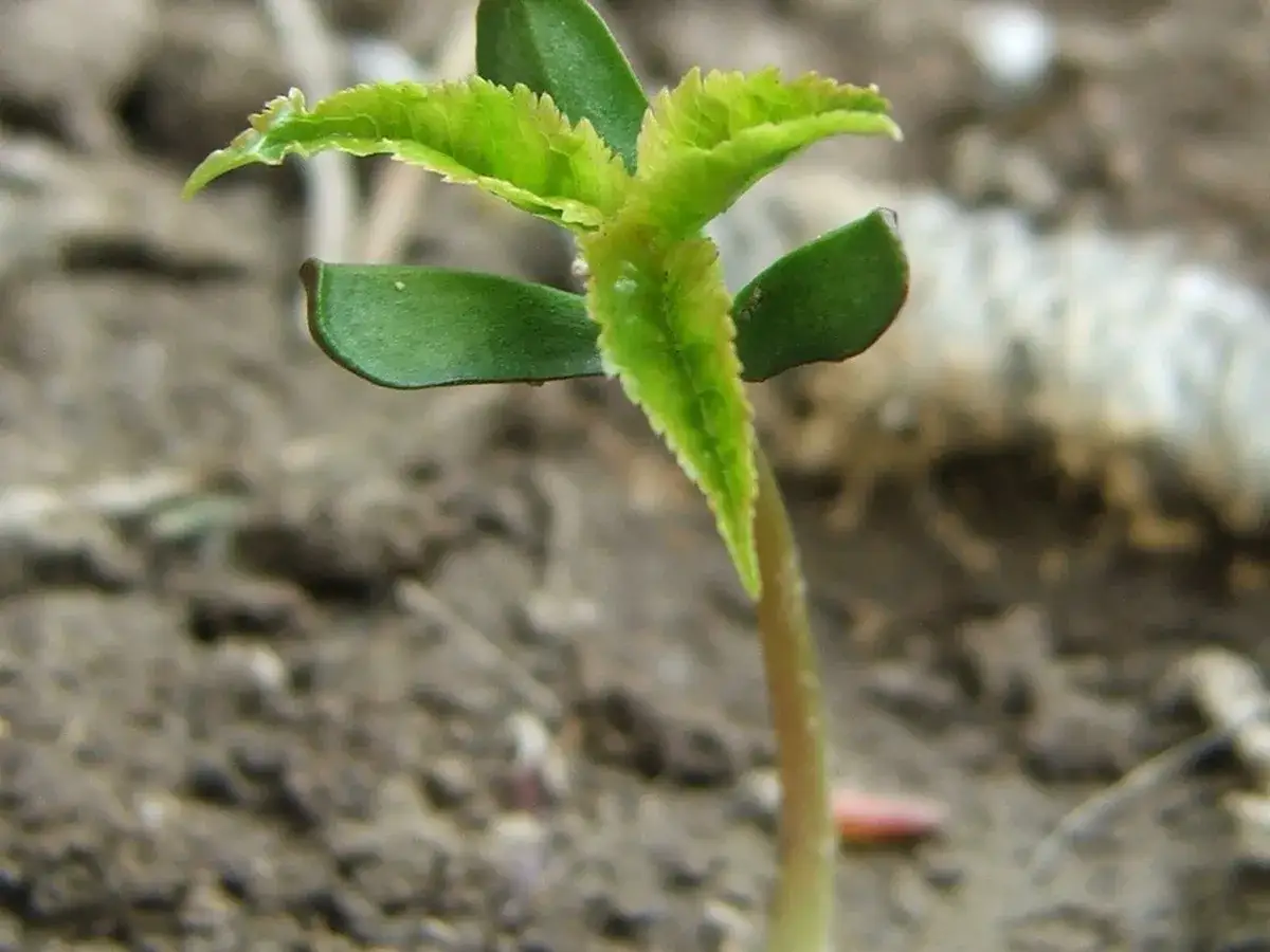 Ein junger Kirschbaum-Sämling wächst aus der Erde. Die ersten zarten Blätter entfalten sich, ein Zeichen für das Gelingen des Kirschbaum pflanzen.