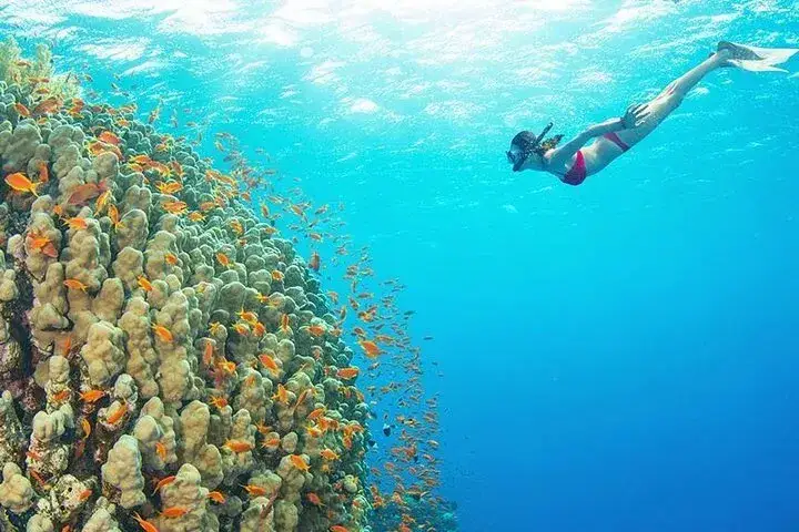 Morze Czerwone Egipt snorkeling maj
