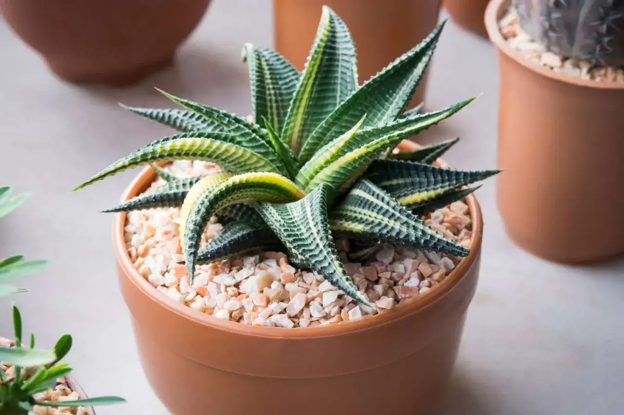 Haworthia limifolia w brązowej doniczce, z charakterystycznymi, prążkowanymi liśćmi.