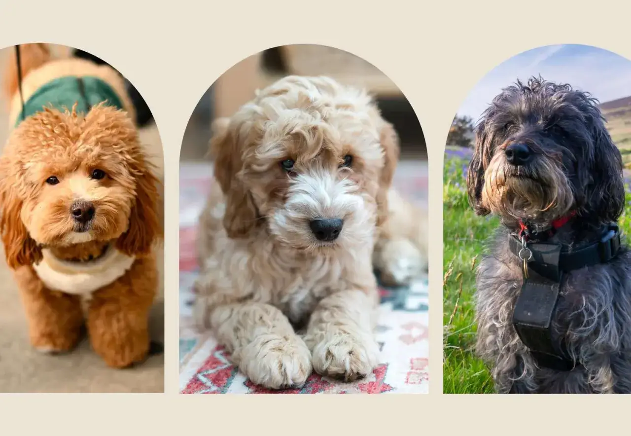 Trzy urocze **doodle pies**: rudy w sweterku, beżowy szczeniak na dywanie i ciemny na tle łąki.
