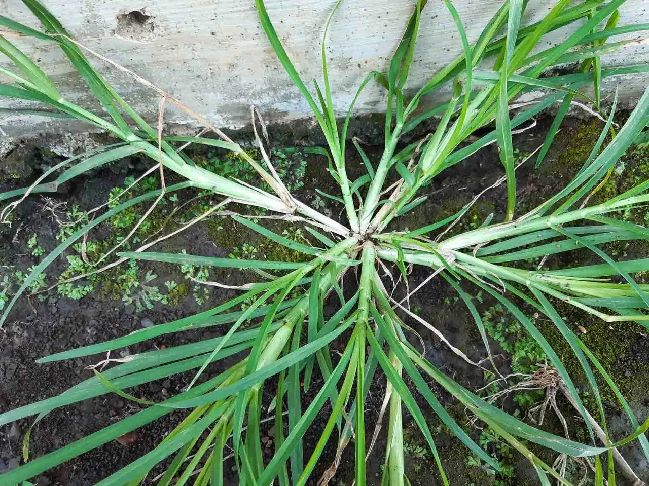 A crabgrass plant with a prominent purple stem spreads its green blades across the dark soil.
